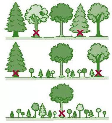 Deforestation and selective cutting