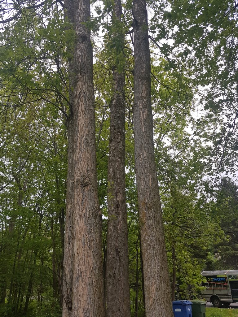 Dead ash trees