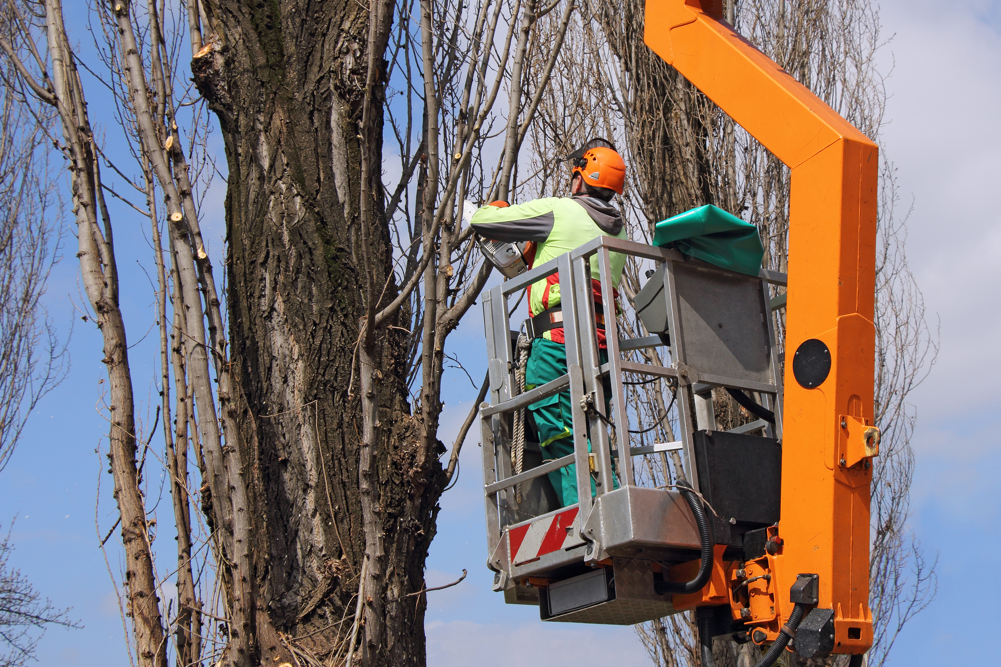 The importance of tree pruning for plant health and growth