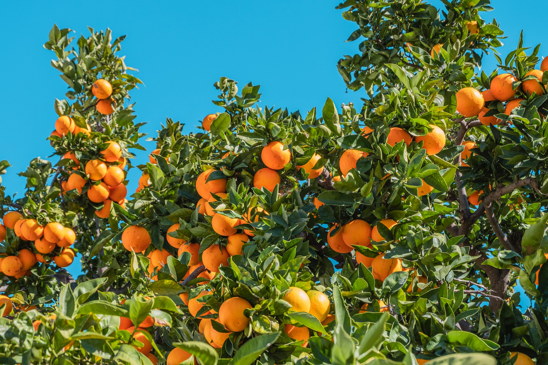 L’élagage des arbres fruitiers : Explorez les méthodes spécifiques d’élagage