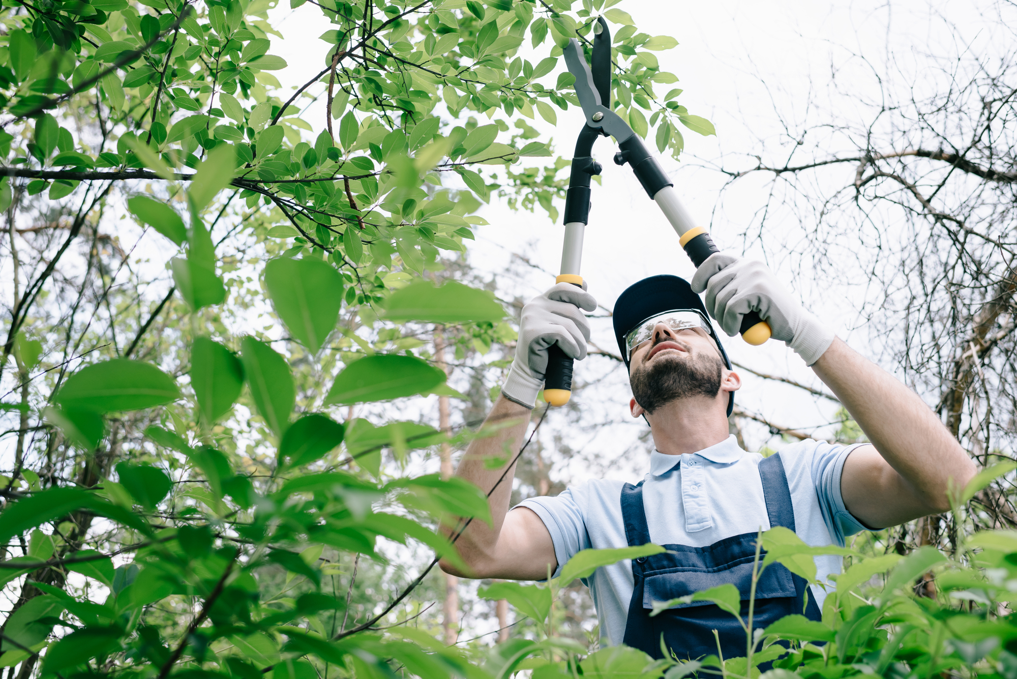 Common mistakes to avoid when pruning your trees